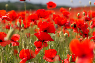 Nice field of red poppy flowers