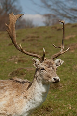 stag portrait 7812