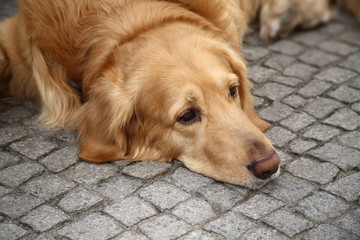 Brown retriever dog lying on the pavement looking sad