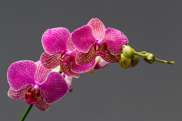 Obraz premium Orchid.