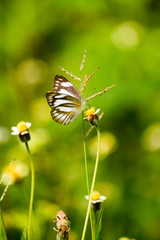 Small butterfly