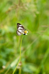 Small butterfly