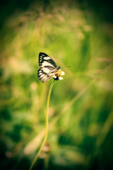 Vignette Small butterfly