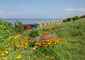 Wild flowers and beach huts in Whitstable
