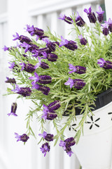 French lavender in a white pot hanging on a white fence.