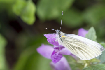 Beauty macro butterfly