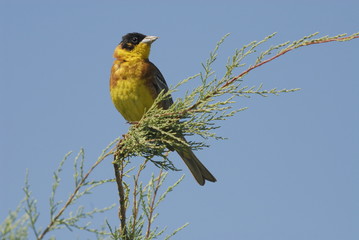 Kappenammer (Emberiza melanocephala)