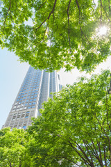 新宿高層ビル街の新緑