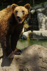 bear Kamchatka 2