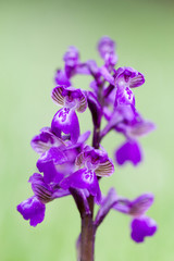 Close-up of wild purple orchid