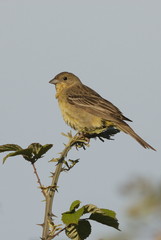 Kappenammer (Emberiza melanocephala)