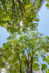 新宿高層ビル街の新緑