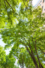 Obraz premium 新宿高層ビル街の新緑