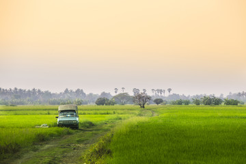 rice field