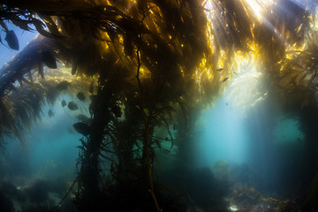 Kelp Forest 5