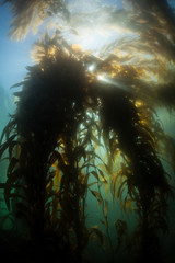 Kelp Forest 1