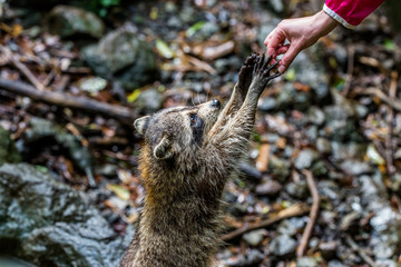Racoon - Parc des Mamelles