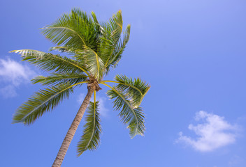 Obraz na płótnie Canvas Palm tree on a tropical beach