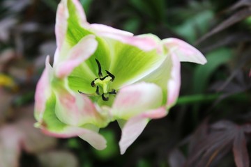 Zartrosa weiße Tulpe