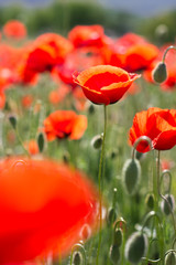 Obraz premium Nice field of red poppy flowers