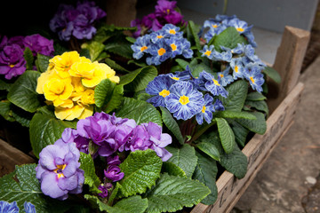 Spring flowers decoration