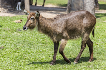 antelope in the field