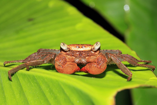 Rainforest Canopy Crab, Osa Peninsula, Costa Rica