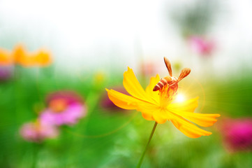 Bee on pollen of yellow flower