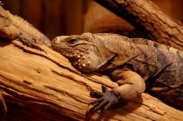 iguana cuban