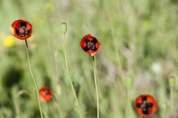 poppies