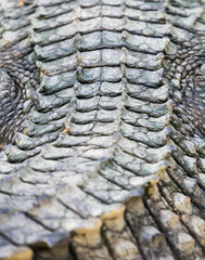 Crocodile skin