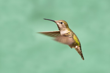 Anna's Hummingbird in Flight, Female