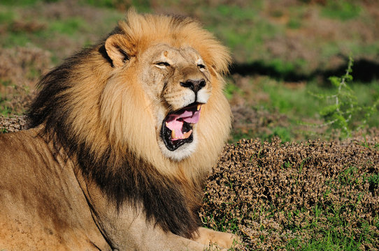 A Kalahari lion, Panthera leo, in the Addo Elephant National Par