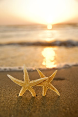 Fototapeta na wymiar sea star by the beach