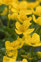 Marsh marigold, Caltha palustris