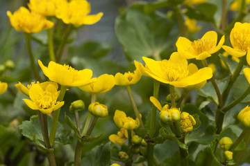 Marsh marigold, Caltha palustris