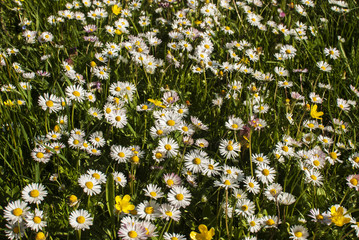 Spring meadow with daisies flowers as floral background