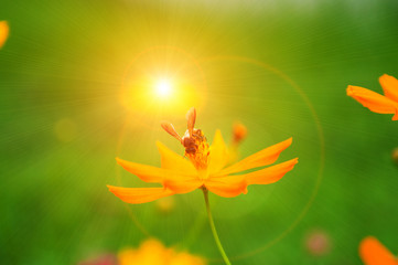 Naklejka na ściany i meble Bee on pollen of yellow flower and sun light