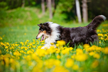 black rough collie dog in dandelion field - obrazy, fototapety, plakaty