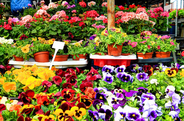 Flowers for sale!