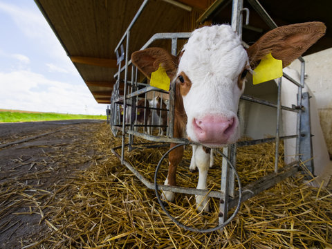 kalb auf dem bauernhof