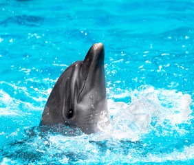 Glad beautiful dolphin in blue water in the swimming pool on a b