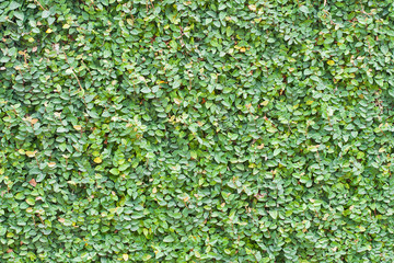 ficus pumila leaves wall background