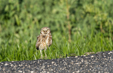Fototapeta premium Burrowing Owl