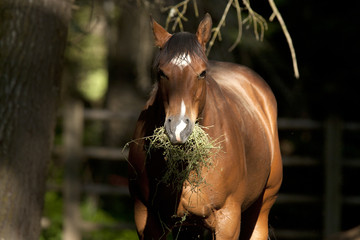 Fototapeta premium Portrait of horse eating.