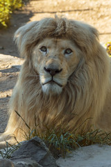 Male African lion.