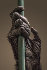 Naklejka premium Hand of chimpanzee.