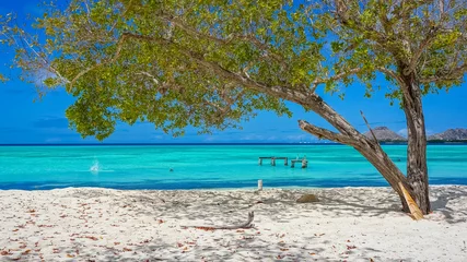 Foto op Canvas Beach in Caribbean with a tree © marconicouto