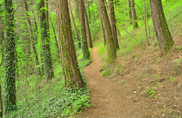 Obraz premium forest path for walking and jogging - tree trunks - green