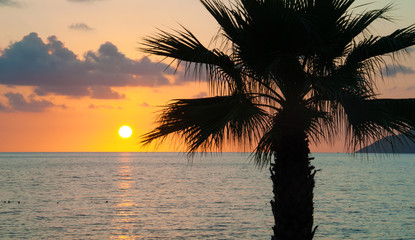 Evening sea, palm trees, sunset